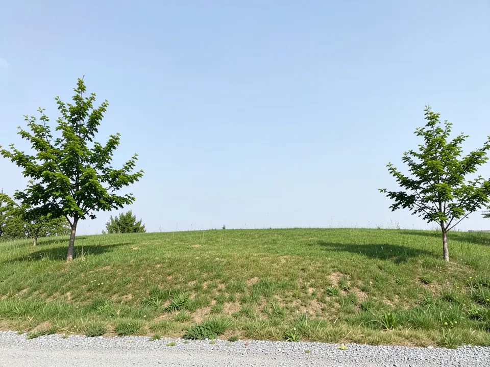 A gently sloping grass plot with bare patches, a young tree on the left and one on the right, a gravel track along the bottom edge and a plain pale blue sky
